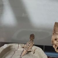 Petco ico