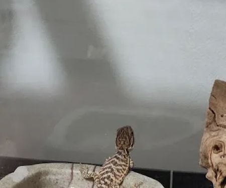 Petco