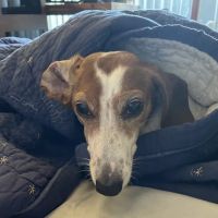 Golden Oaks Veterinary Hospital ico