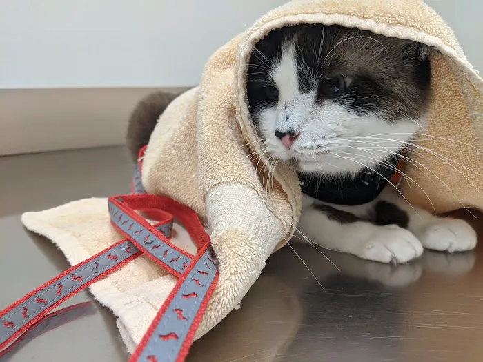 Golden Oaks Veterinary Hospital Picture 3