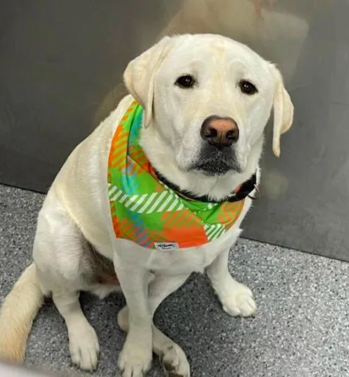 New Haven Animal Hospital Picture 6