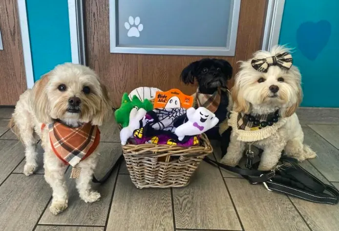 New Haven Animal Hospital Picture 9