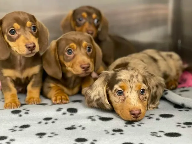New Haven Animal Hospital Picture 4