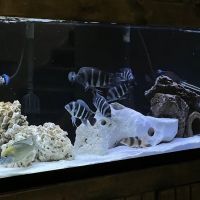 Exotic Aquatics ico