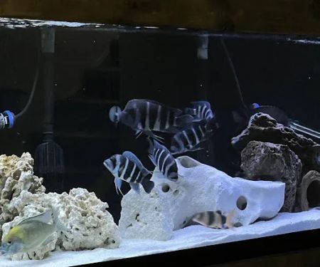 Exotic Aquatics