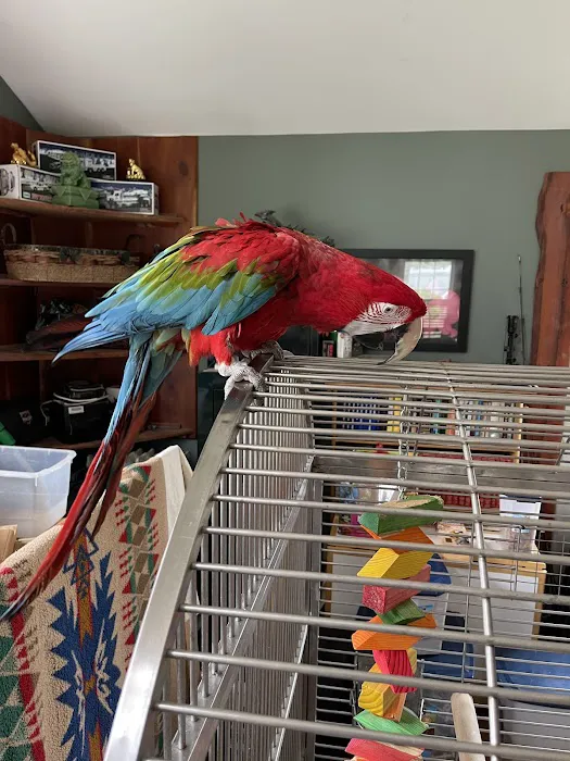 Anas Parrots and Supplies Picture 5