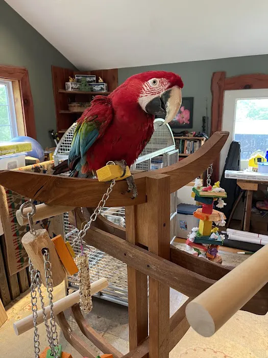 Anas Parrots and Supplies Picture 4
