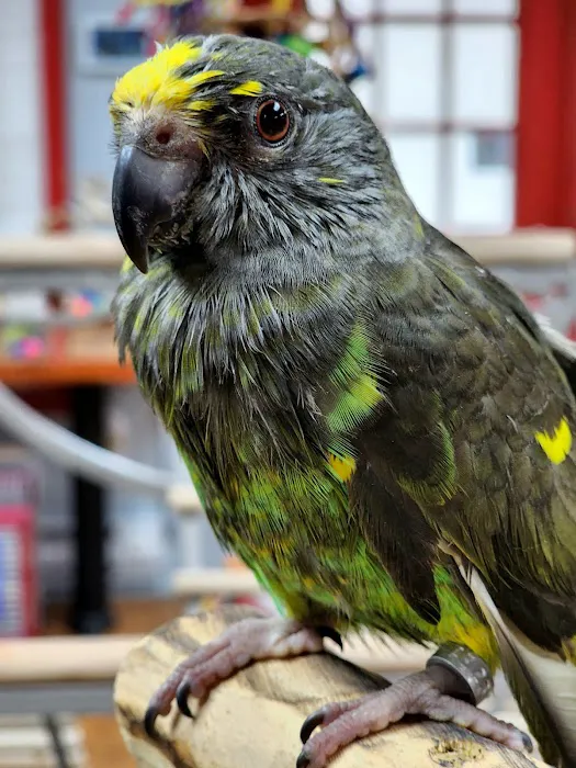Anas Parrots and Supplies Picture 10
