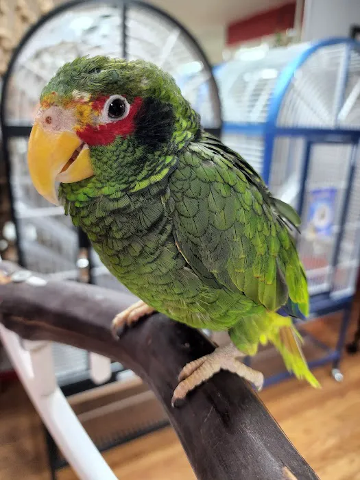 Anas Parrots and Supplies Picture 9