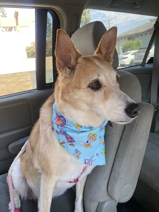 Alta Loma Animal Hospital Picture 9