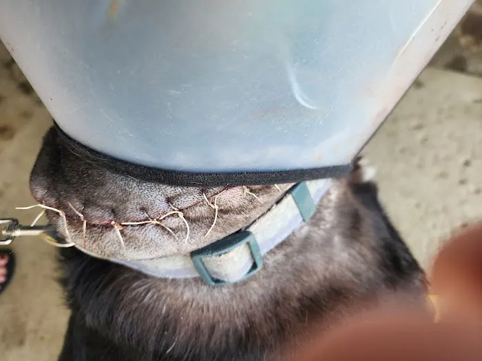 Alta Loma Animal Hospital Picture 4