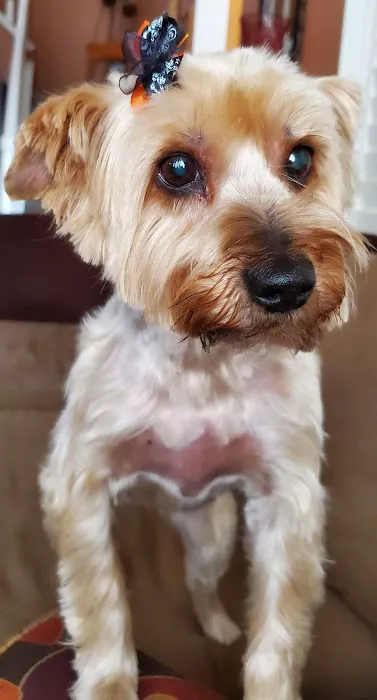Alta Loma Animal Hospital Picture 2
