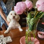 Alta Loma Animal Hospital