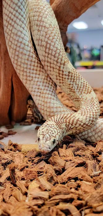 Wild Exotics LLC Picture 4