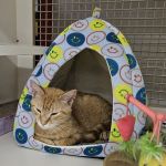 Petco