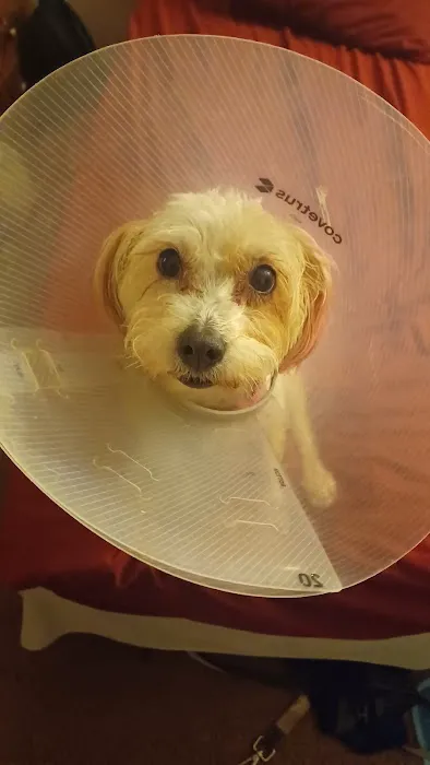 Ontario Spay and Neuter Picture 5