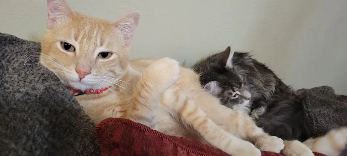 Ontario Spay and Neuter Picture 1