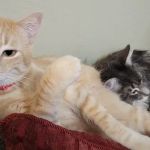 Ontario Spay and Neuter