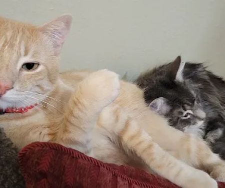 Ontario Spay and Neuter