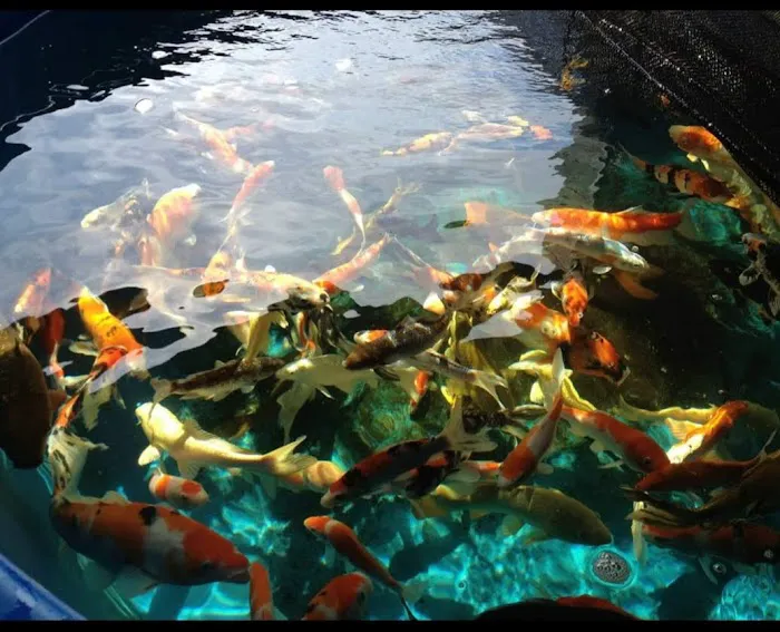 Vienna Aquarium & Pets Picture 3