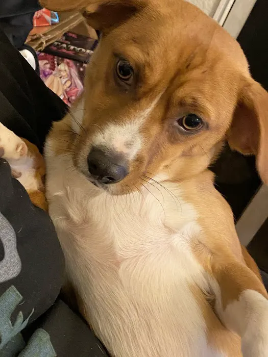 Archibald Pet Hospital Picture 2