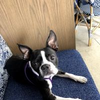 Archibald Pet Hospital ico