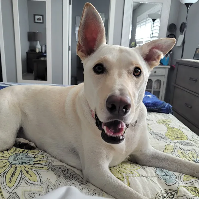 Archibald Pet Hospital Picture 7