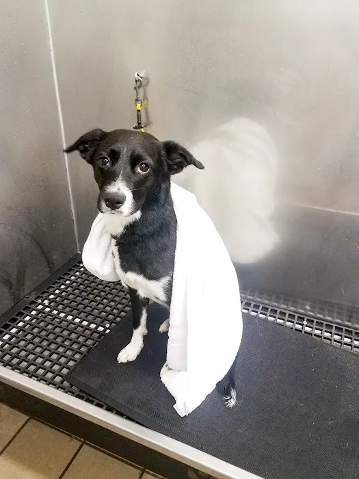 Pet Supplies Plus Ashburn Picture 10