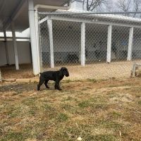 Pet Retreat At Paramount Farms ico