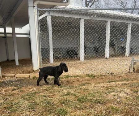 Pet Retreat At Paramount Farms