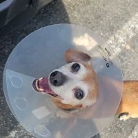 Banfield Pet Hospital ico