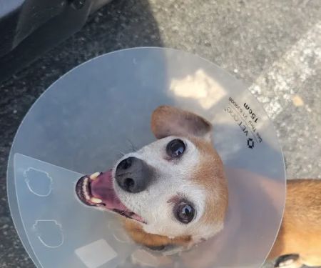 Banfield Pet Hospital