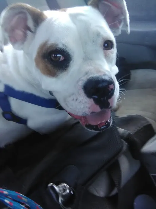 Banfield Pet Hospital Picture 5