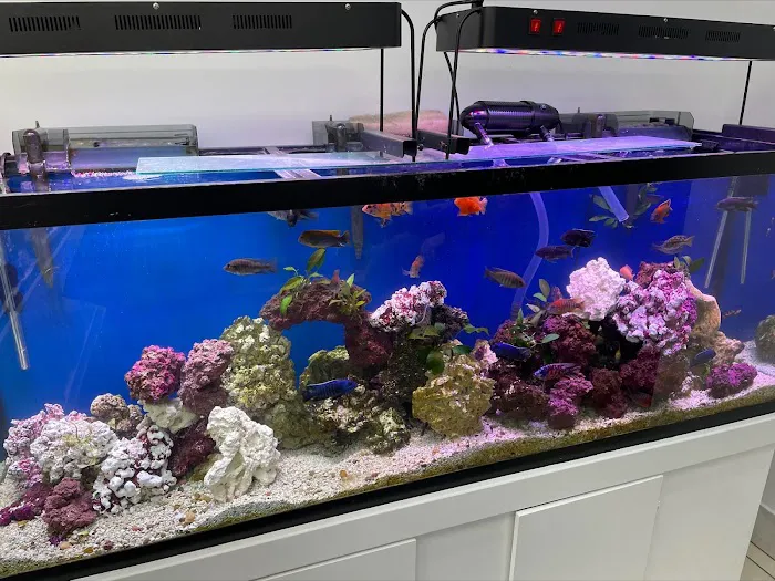 Capital Exotic Fish Picture 1