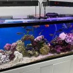Capital Exotic Fish