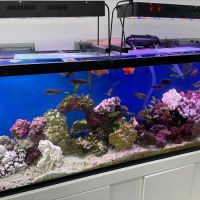 Capital Exotic Fish ico