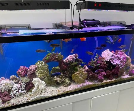 Capital Exotic Fish