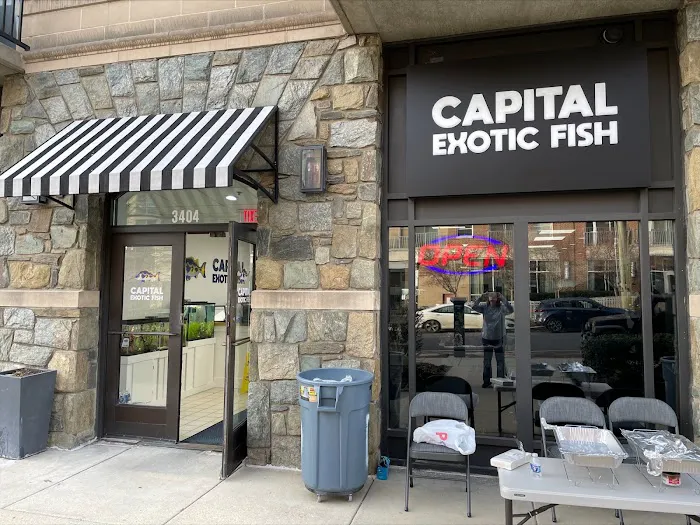 Capital Exotic Fish Picture 2