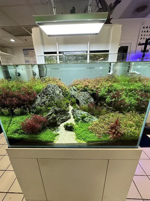 Capital Exotic Fish Picture 6