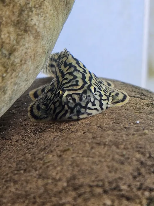 Capital Exotic Fish Picture 8