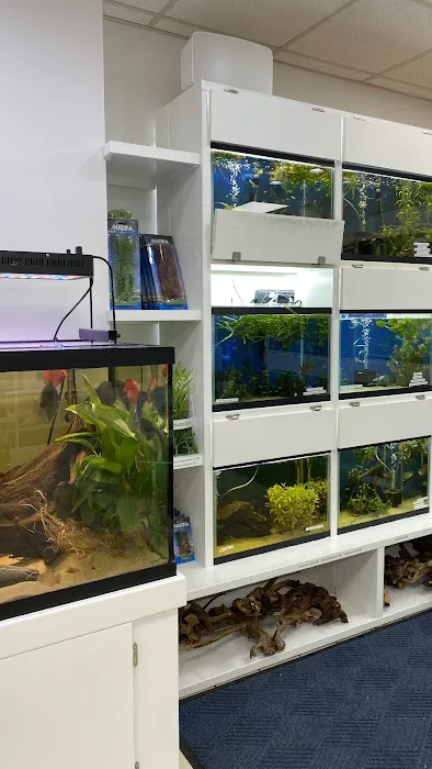 Capital Exotic Fish Picture 7