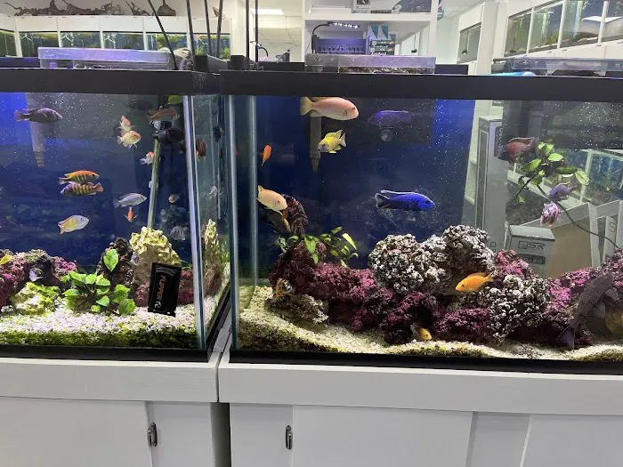 Capital Exotic Fish Picture 10