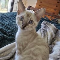Cali Bengals ico
