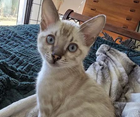 Cali Bengals