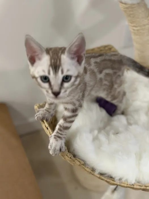 Cali Bengals Picture 2