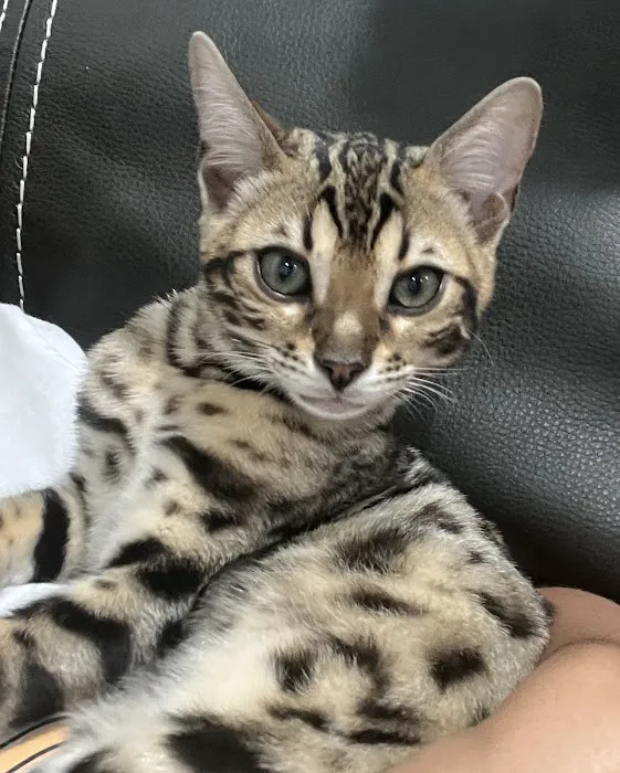 Cali Bengals Picture 9