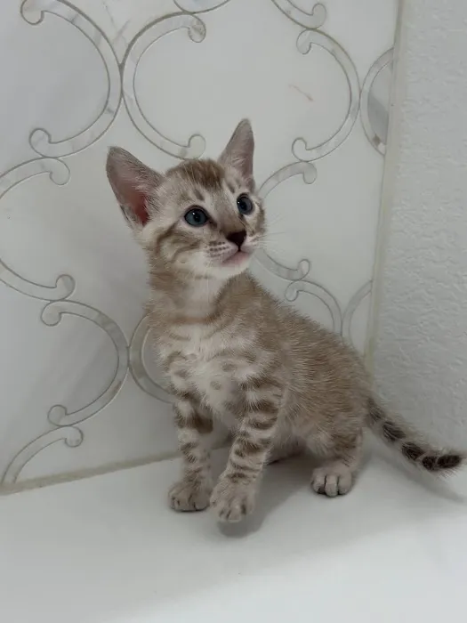 Cali Bengals Picture 6