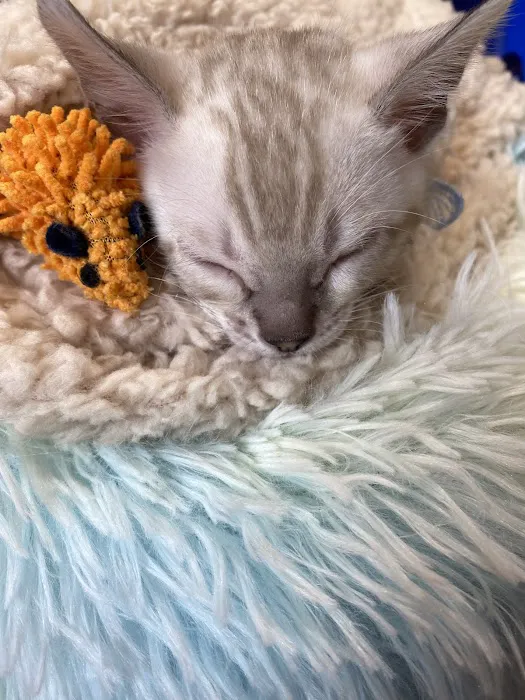 Cali Bengals Picture 10