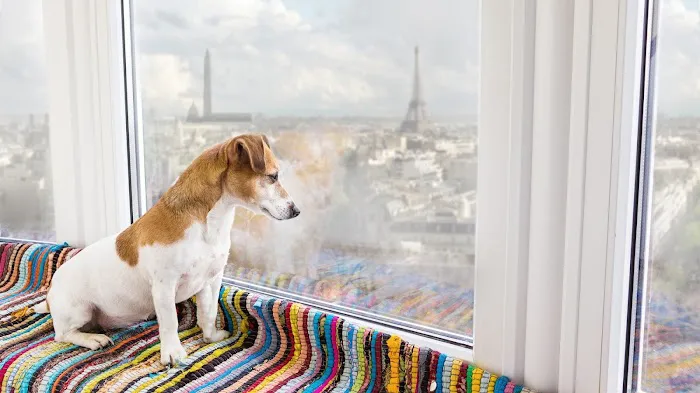Chien de Luxe Picture 6