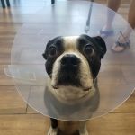 Eastvale Veterinary Hospital